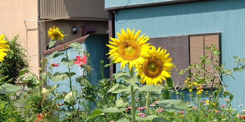 ひまわりの花言葉とその魅力